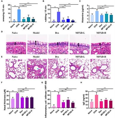 Mahuang Fuzi Xixin decoction ameliorates allergic rhinitis and repairs the airway epithelial barrier by modulating the lung microbiota dysbiosis